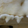 Dentition supérieure