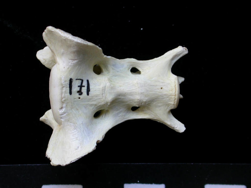 Sacrum