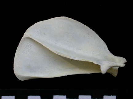Scapula: side view