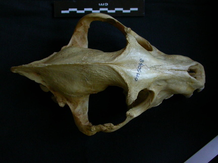 Skull: frontal sight