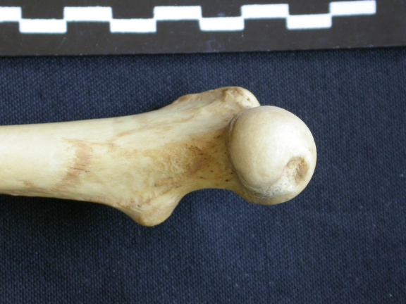Fémur : parte proximal (6969 visitas) Hyaena hyaena - Adulto - Elemento derechoColección : Departamento d'Osteología del Museo Nacional ... Fémur : parte proximal