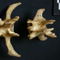 Vértebras posteriores