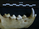 Dentition inférieure