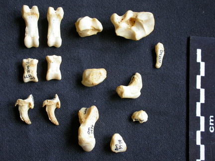 Carpus and phalanges