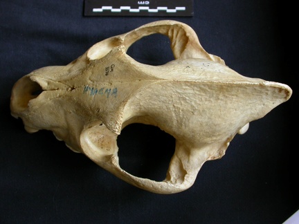 Skull: frontal sight