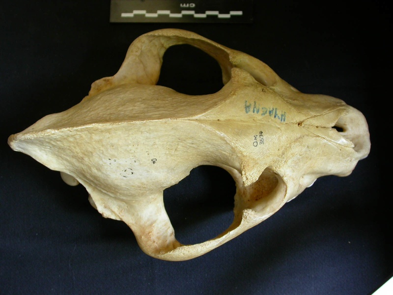 Skull: frontal sight