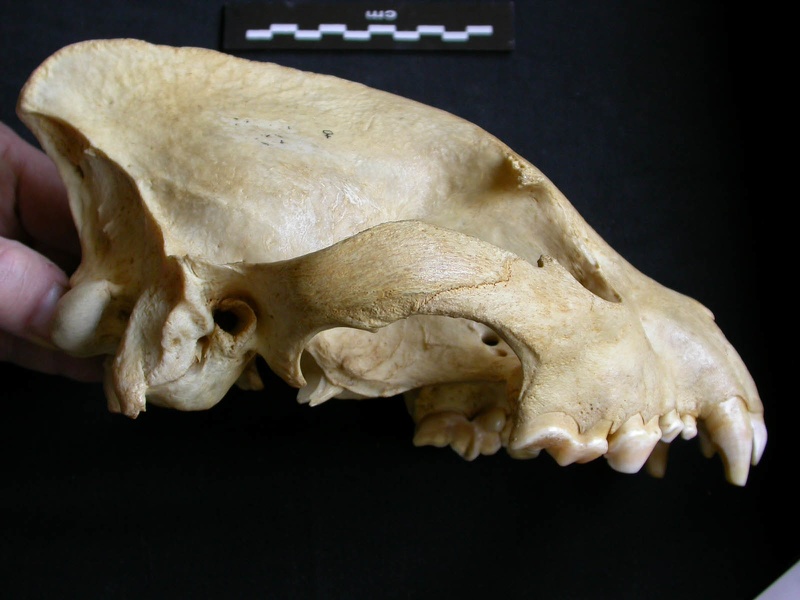 Skull: right side sight