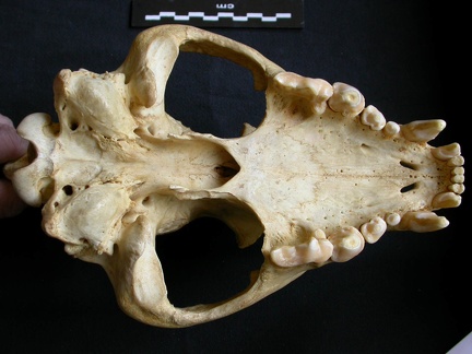 Skull: ventral sight