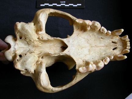 Skull: ventral sight