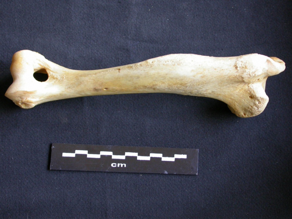 Humerus