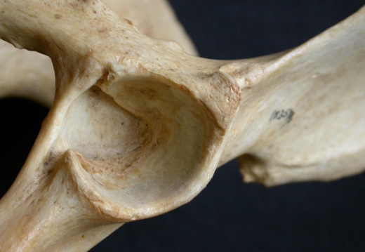 Coxal: acetabulum