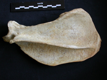 Scapula: side view