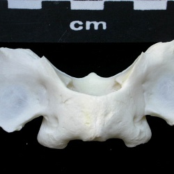 Lynx boréal (jeune)