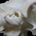 Ll-cr8.JPG