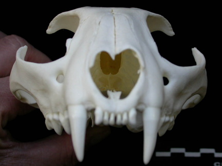 Skull: anterior view