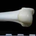 Ll-Huprox2.JPG
