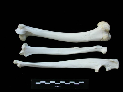 Humérus, radius et ulna