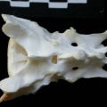 Sacrum