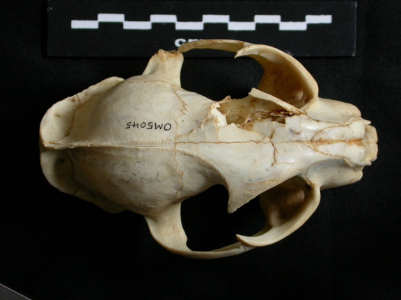 Skull: frontal sight