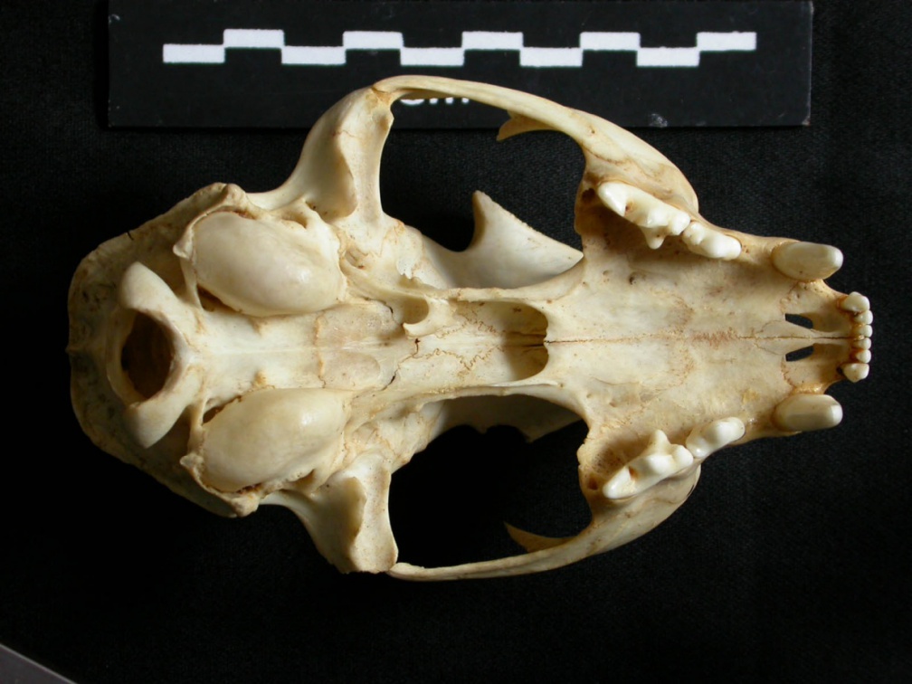 Crâne : vue ventrale