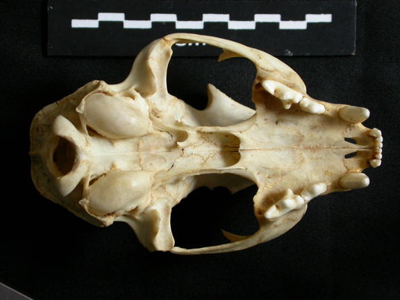 Crâne : vue ventrale