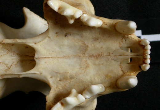 Skull: jawbones and incisive bone