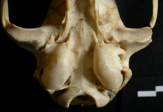  Skull: tympanic bula