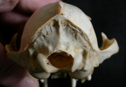 Skull: posterior view