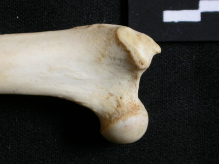 Femur: proximale part