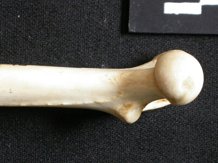 Femur: proximale part