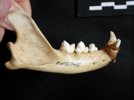 Mandible