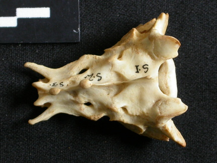 Sacrum