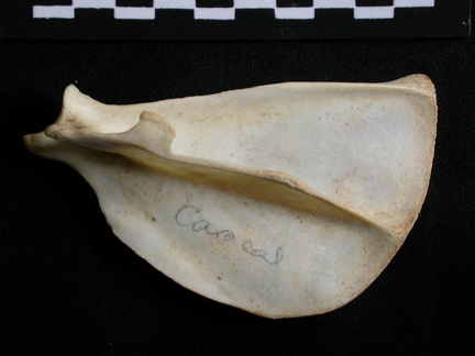 Scapula: side view