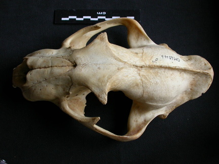 Skull: frontal sight