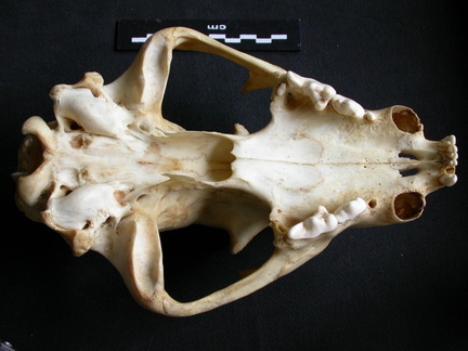 Skull: ventral sight