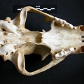 Skull: ventral sight