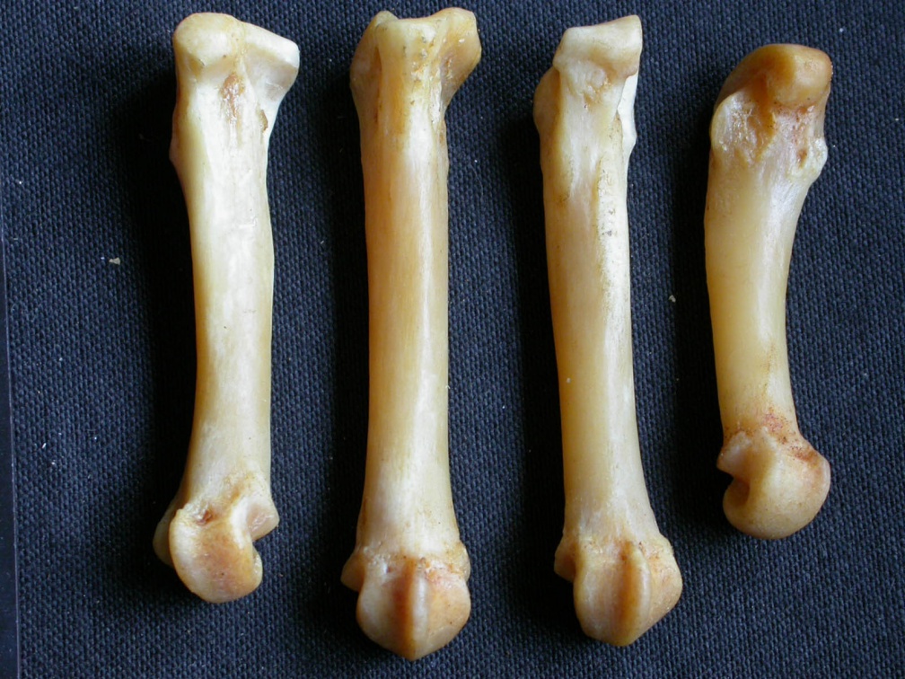 Metacarpals