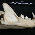 Mandibule