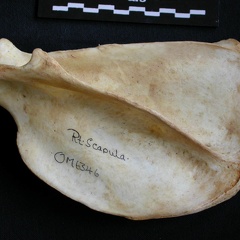 Scapula : vue latérale