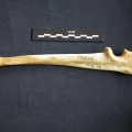 Ulna