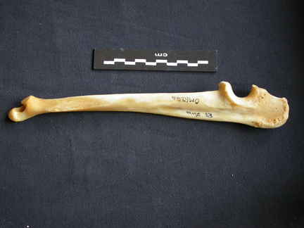 Ulna