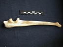 Ulna