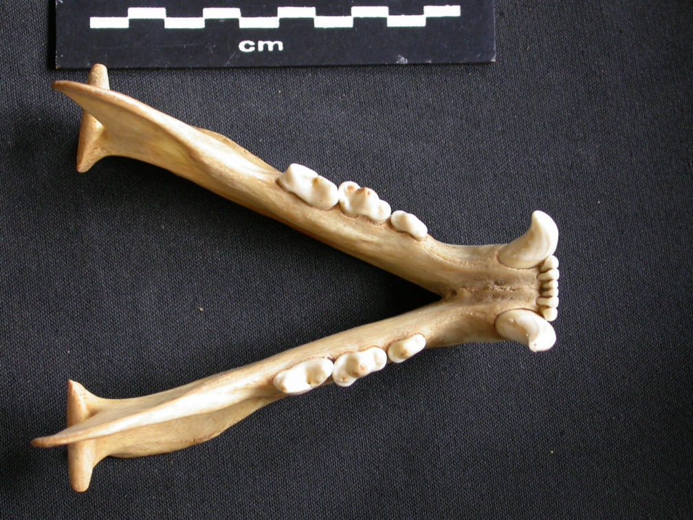 Mandibules
