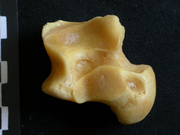 Talus