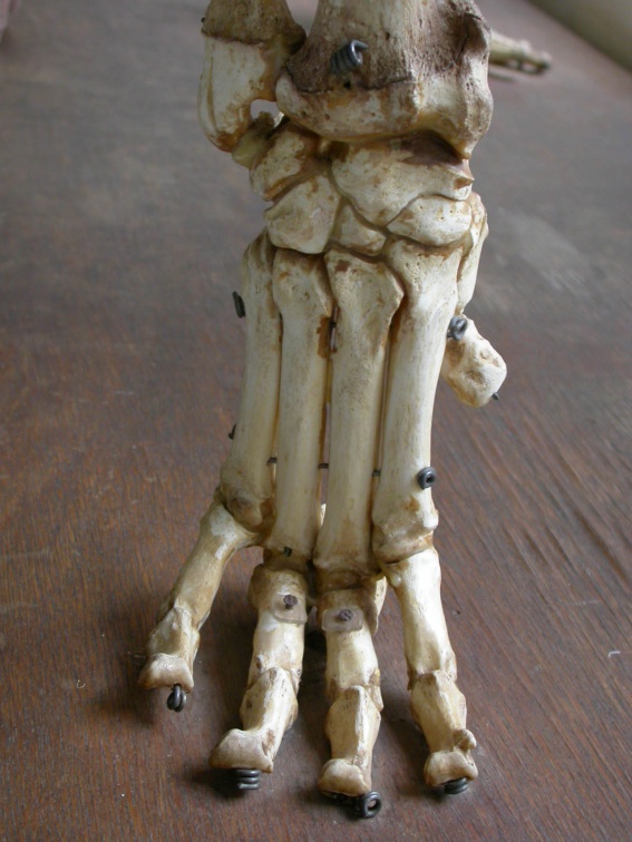 Patte antérieure (49483 visites) Panthera leo - Femelle adulte - Éléments droitsCollection : Aberdares (Id:OM7713) - Pays : Kenya
... Patte antérieure