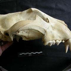 Skull: right side sight