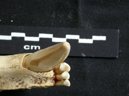 Dentición inferior