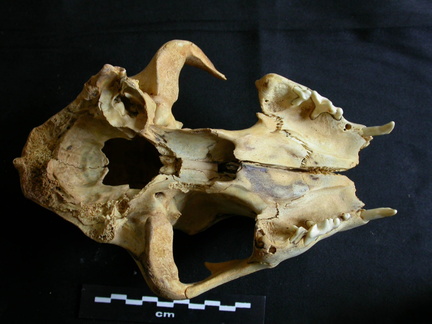 Skull: ventral sight