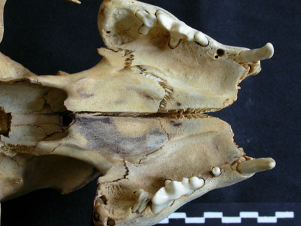 Skull: ventral sight