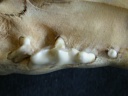 Dentition supérieure